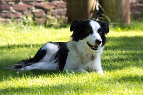 Dog in green Grass lying portrait