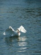 white swan on the rhine on a sunny day