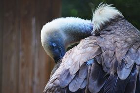 bird cleans itself