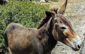 donkey in a national park on the island of karpasia