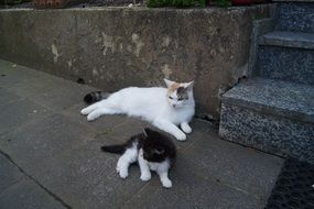 lonely kitten with mother