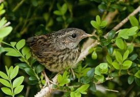 cute chick on a green bush