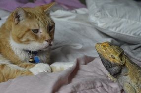 Feline and lizard are on a bed