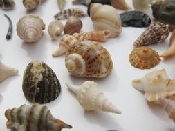 shells of different colors and shapes