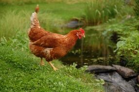 Red chicken on a pond bank