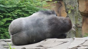 photo of a sleeping gorilla