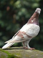 curious indian pigeon
