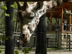 giraffe tilted his head down