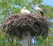 storks in a large nest on a pillar