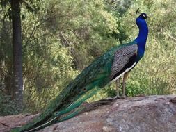 Colorful Peacock on stone at tree