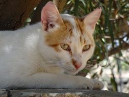cute domestic cat lying in the shadow