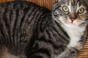 Gata Cat
