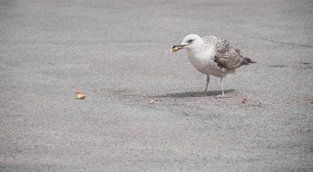 seabird with food on the road