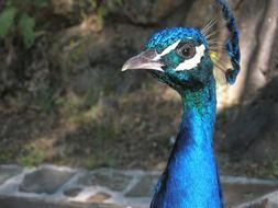 royal peacock