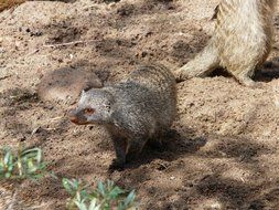 curious Banded Mongoose