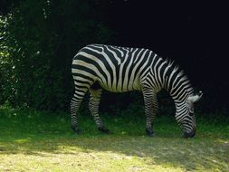 zebra in the shade of trees