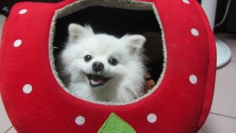 cute white dog in a red basket