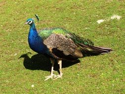 peacock on the grass on a sunny day