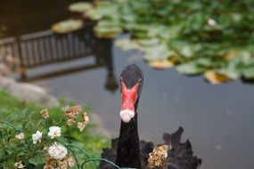 Black swan on the pond