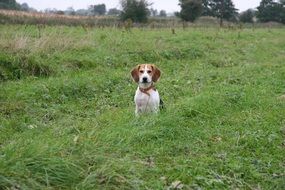 cute beagle puppy sitting in the meadow