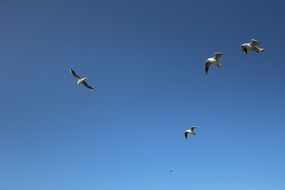 sea gulls soar over the skies