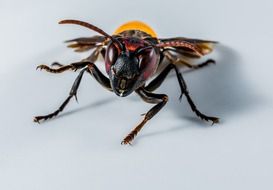 closeup of a hornets head