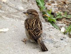 sparrow stands on a stone