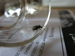 beetle on the table close-up