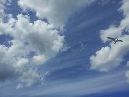 blue sky and seagull