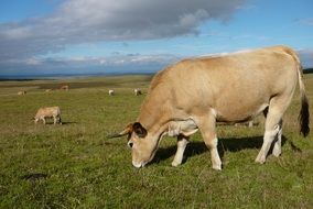 livestock on an agricultural field