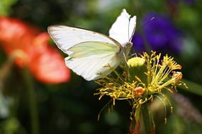 big white Butterfly