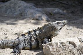 iguana among the stones on a sunny day