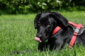 Black Labrador Dog portrait