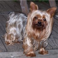 well-groomed yorkshire terrier