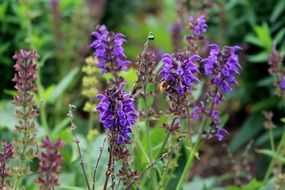 Purple Violet Flower