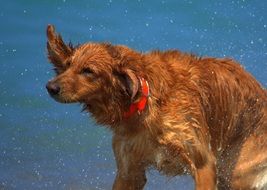 red dog near the blue water