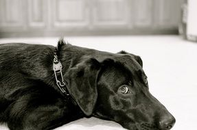 beautiful Puppy Labrador