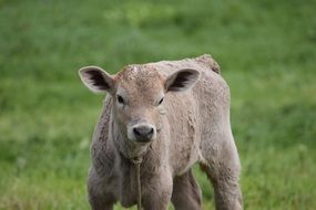 light brown calf in the pasture