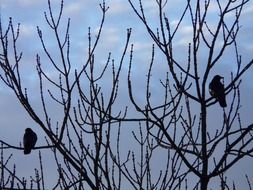 blackbirds on trees without leaves