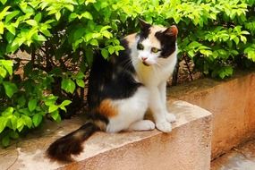 domestic cat sitting near the bush