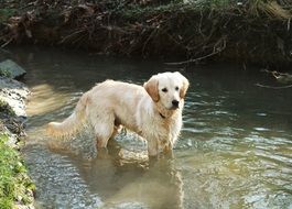 golden retriever standing in the creek
