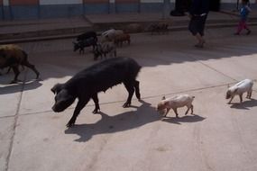 multi-colored pigs on a city street in Peru