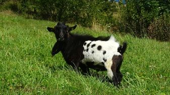 black mountain goat with white side in green grass