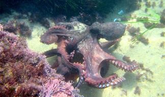 octopus in sea water