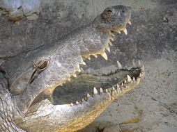dangerous toothy crocodile with open mouth