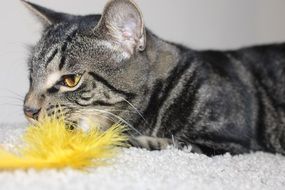 cat playing with a feather