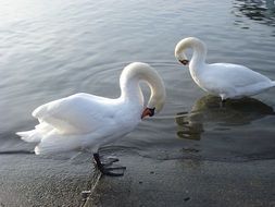 Swans on lake, Switzerland