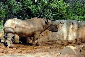 Rhino at stone fence, side view