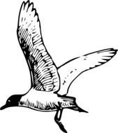 black and white illustration of a seagull