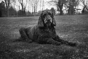Dog black and white portrait